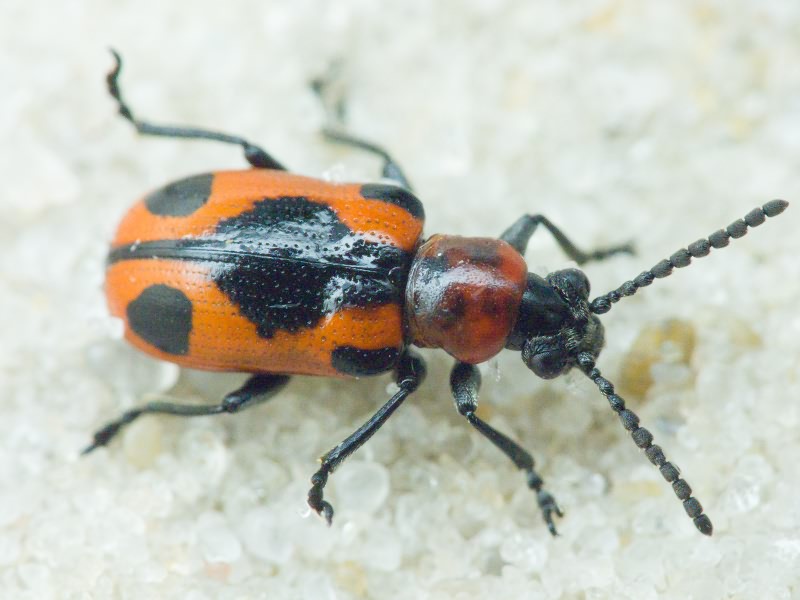 Crioceris quinquepunctata (Scopoli, 1763)